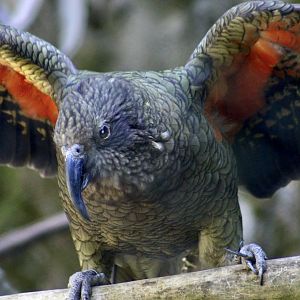 Kea (Nestor notabilis)
