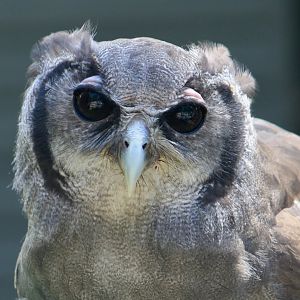Verreaux's Eagle-Owl (Ketupa lactea) - "Jibini"