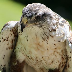 Ferruginous Hawk (Buteo regalis) - "Cree"