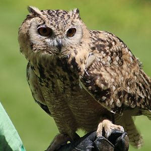 Pharaoh Eagle-Owl (Bubo ascalaphus) - "Buddy"