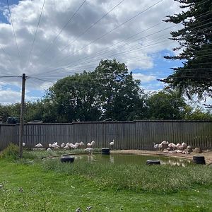 New netting supports in the flamingo enclosure, Hamerton, UK