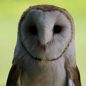American Barn Owl (Tyto furcata) - "Luna"