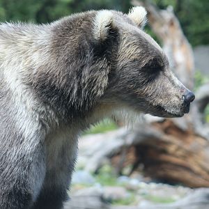 Alaska Peninsula Brown Bear (Ursus arctos gyas) - "Juniper"