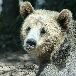 Grizzly Bear (Ursus arctos horriblis) - "Fern"