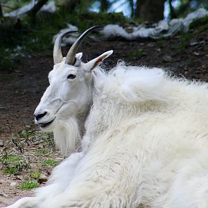 Mountain Goat (Oreamnos americanus)