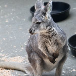 Common Wallaroo (Osphranter robustus robustus)