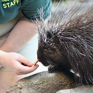 North American Porcupine (Erethizon dorsatum) - "Skyáana"