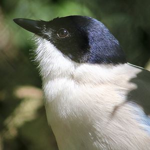 Azure-Winged Magpie (Cyanopica cyanus)