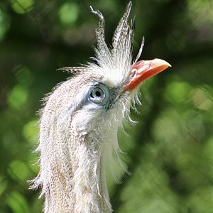 Red-Legged Seriema (Cariama cristata)