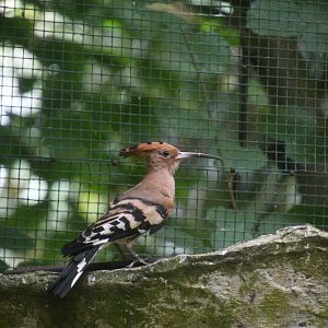 Hoopoe