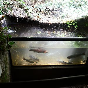 one of several fishtanks in "The River" corridor