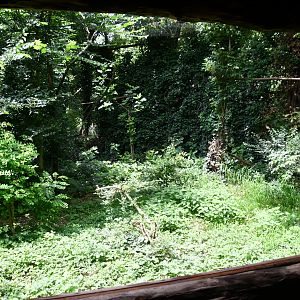 window into Eurasian Eagle Owl aviary