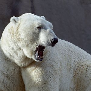 Polar bear : London Zoo : 1983