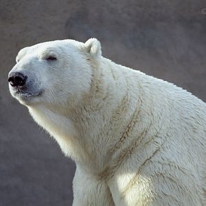 Polar bear : London Zoo : 1983