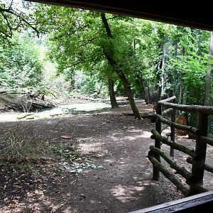 window into Roe Deer exhibit