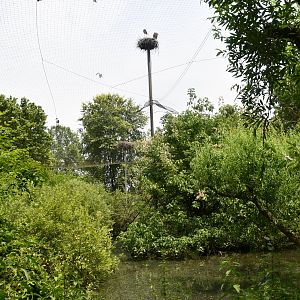 Eurasian Spoonbills walkthrough aviary (with free-flying white storks nesting outside)