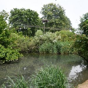 Eurasian Spoonbills walkthrough aviary (with free-flying white storks nesting outside)