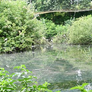 Eurasian Spoonbills walkthrough aviary