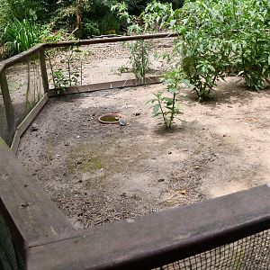 Hermann's Tortoises pen