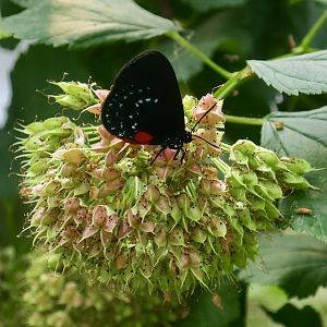Atala (Eumaeus atala)