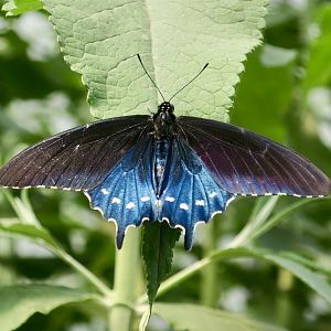 Pipevine Swallowtail (Battus philenor)