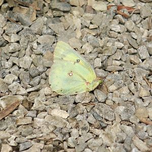 Clouded Sulphur (Colias philodice)
