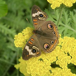 Common Buckeye (Junonia coenia)