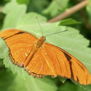 Julia Butterfly (Dryas iulia)