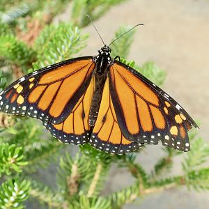 Monarch Butterfly (Danaus plexippus)