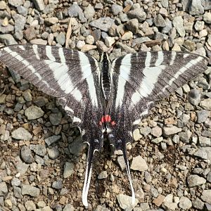 Zebra Swallowtail (Eurytides marcellus)