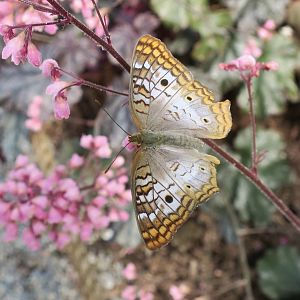 White Peacock Butterfly (Anartia jatrophae)