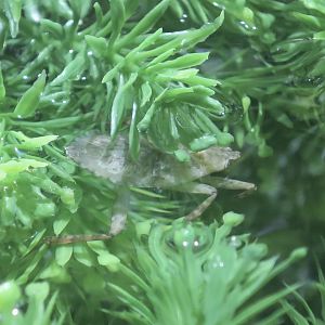 Toe-Biter (Abedus herberti)