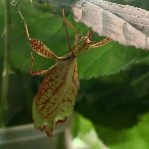 Celebes Leaf Insect (Cryptophyllium celebicum)
