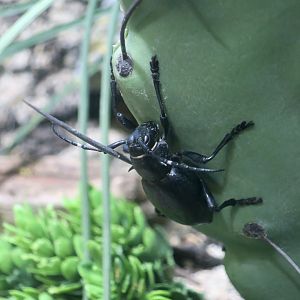 Giant Cactus Longhorn Beetle (Moneilema gigas)