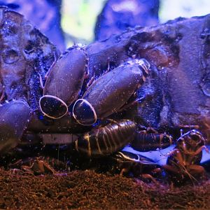 Simandoa Cave Roach (Simandoa conserfariam)