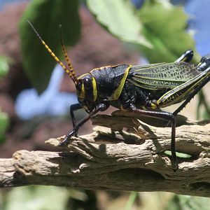 Western Lubber Grasshopper (Taeniopoda eques)