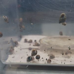 Polynesian Tree Snail (Partula nodosa)