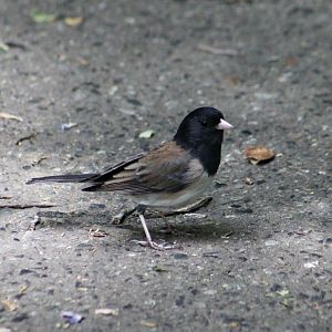 Oregon Junco (Junco hyemalis oreganus) male - wild