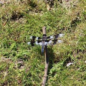 Eight-Spotted Skimmer (Libellula forensis) - wild