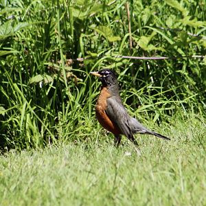 Northwestern American Robin (Turdus migratorius caurinus) - wild