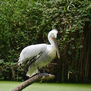 Dalmatian Pelican