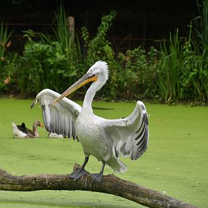 Dalmatian Pelican