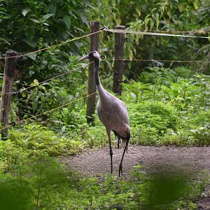 Eurasian Crane