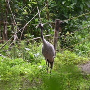 Eurasian Crane