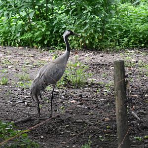 Eurasian Crane
