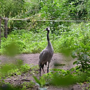 Eurasian Crane