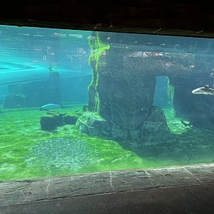 Aquatica Commersons Dolphin Pool