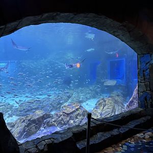Manta Aquarium from ride que