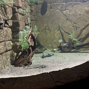 Freshwater Manta Que tank