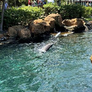 Bottlenose Dolphin throwing toy, Key West